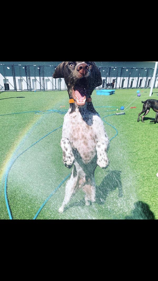 /images/uploads/southeast german shorthaired pointer rescue/segspcalendarcontest2019/entries/11790thumb.jpg